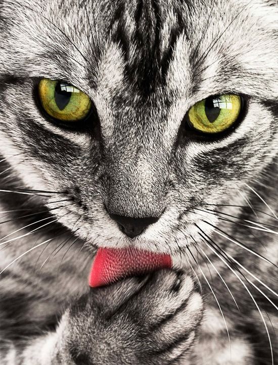 Katzenfutter