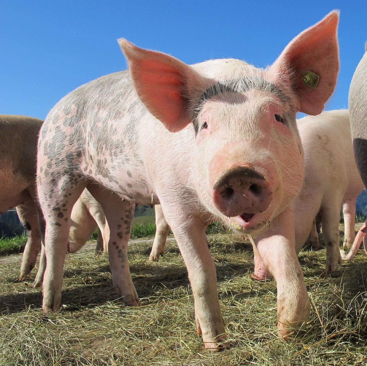 Schwein nach Tier