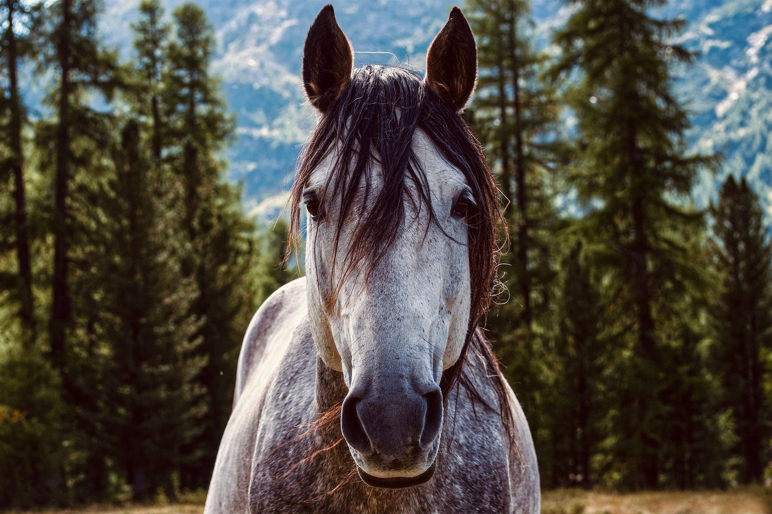 Pferd nach Tier