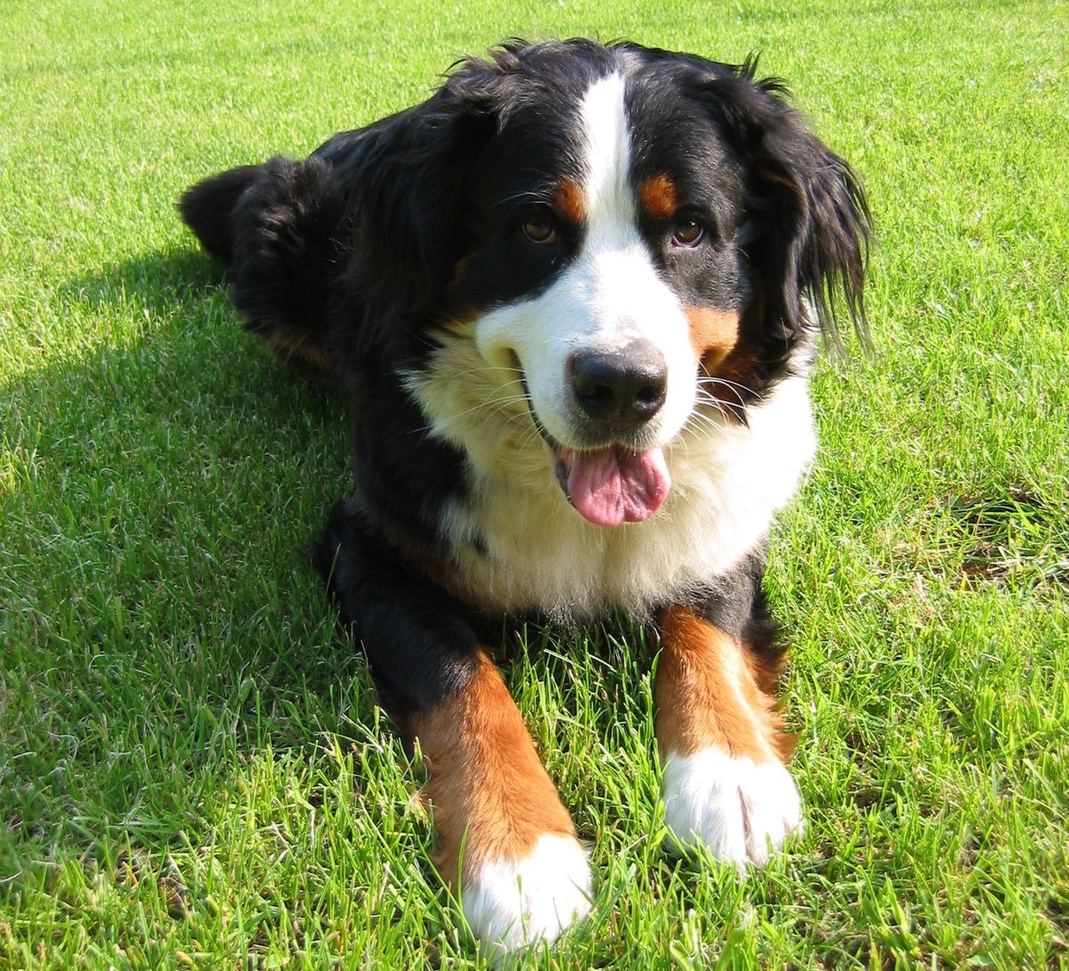 Hundefutter