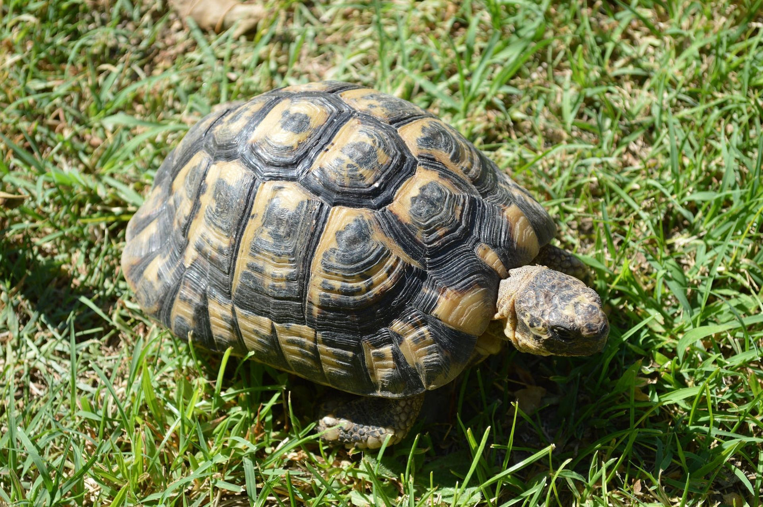Schildkröten
